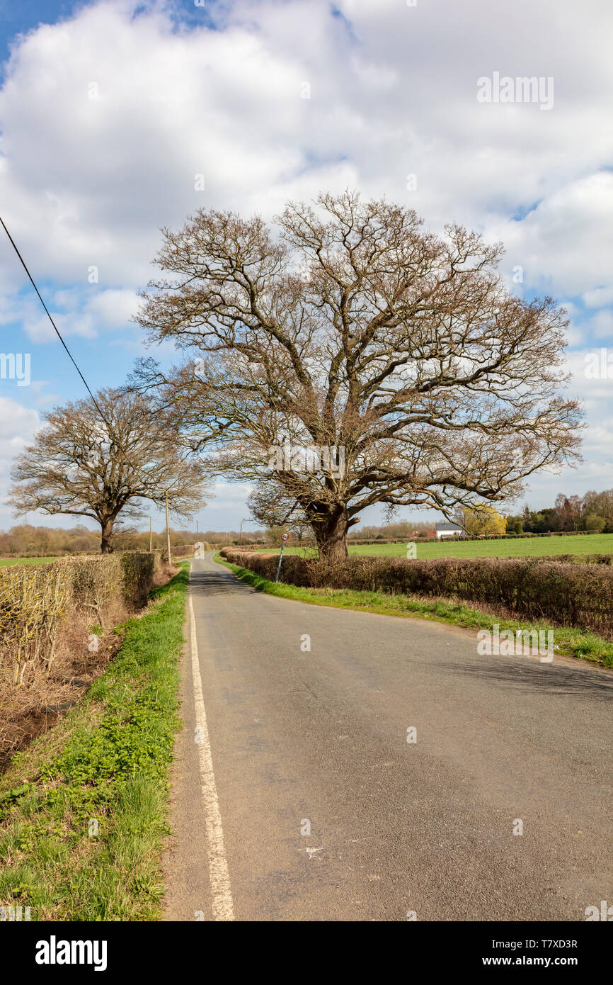 Bare winter trees overhanging Lower Haysden lane near Tonbridge in Kent
