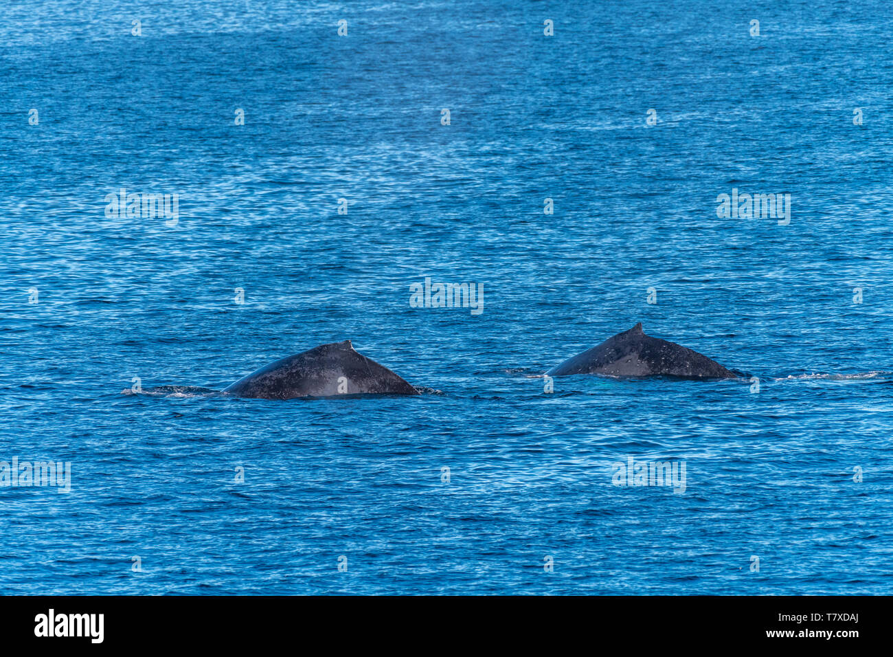 Two Humpback Whales (Megaptera novaeangliae) surfacing off the coast of Baja California, Mexico. Stock Photo