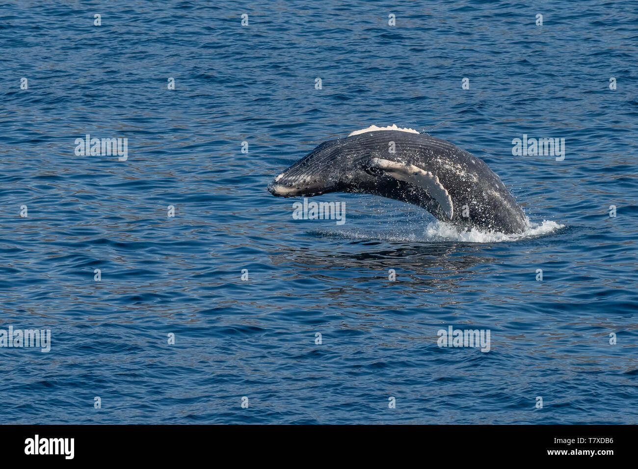 Breaching humpback whale hi-res stock photography and images - Alamy