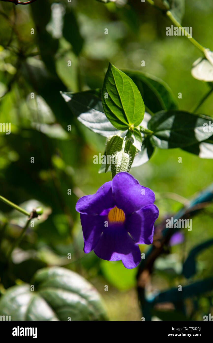 Bengal Clockvine on a Sunny Spring Day Stock Photo