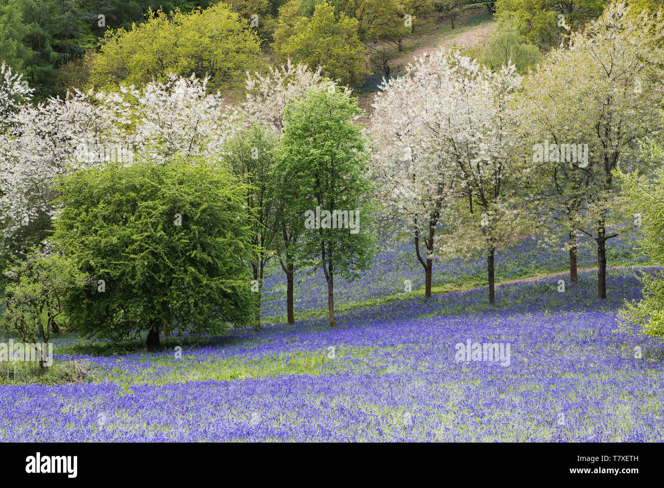 Valley of bluebells with flowering trees on a sloping hillside Stock Photo
