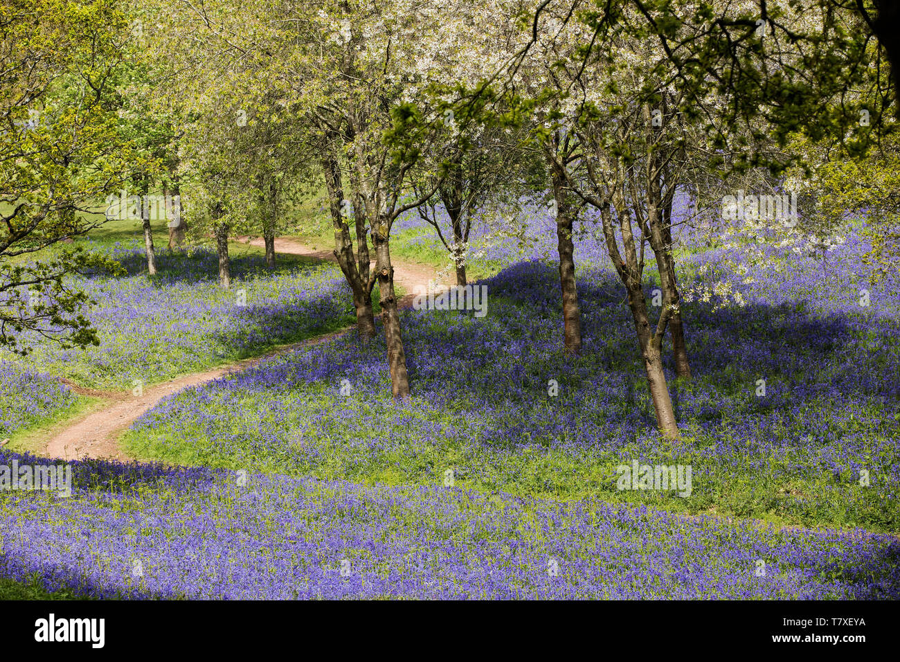 Valley of Bluebells with winding path Stock Photo