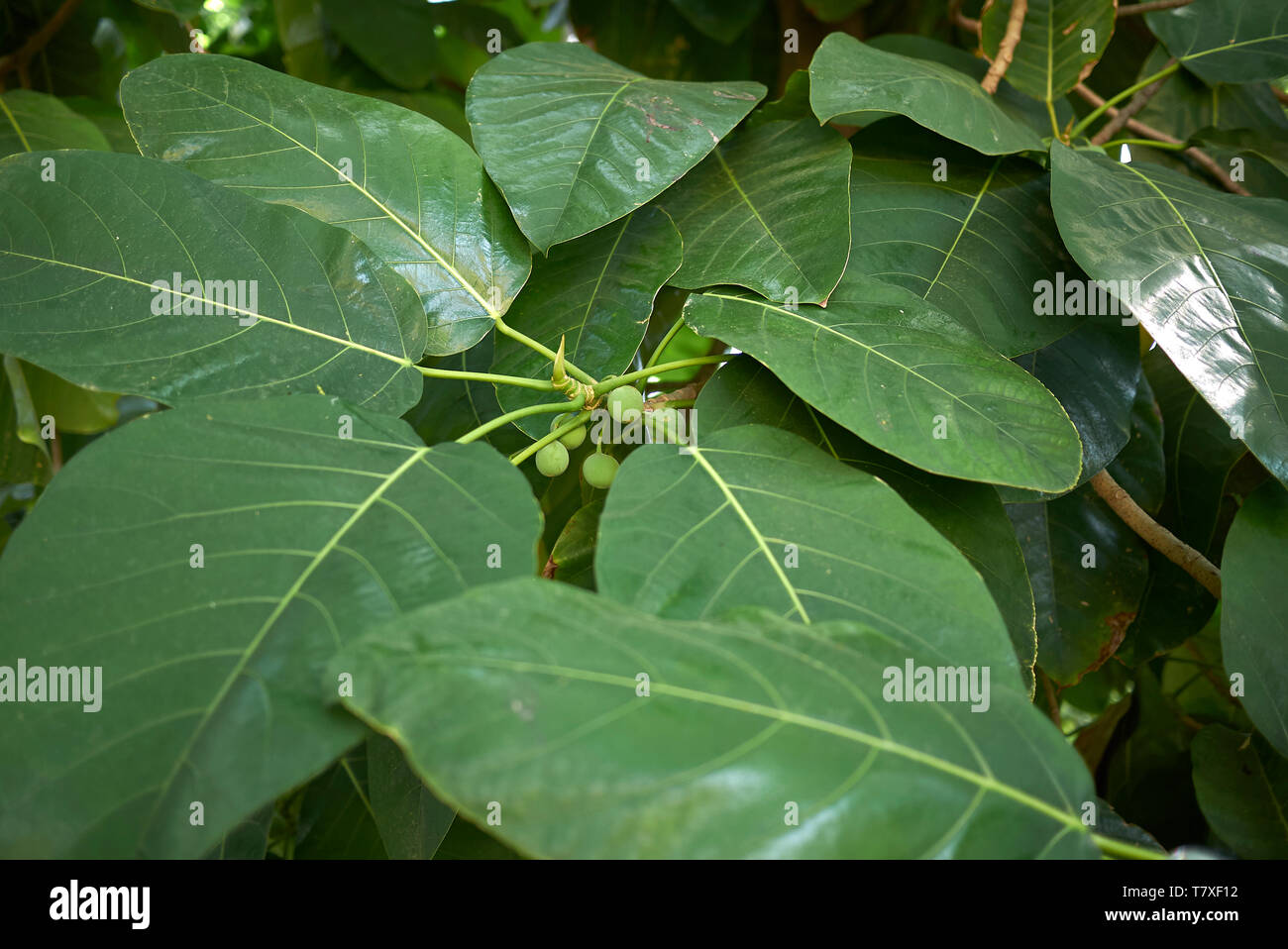 Ficus magnifolia branch with fruits Stock Photo