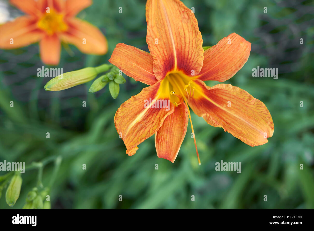 Hemerocallis fulva in bloom Stock Photo