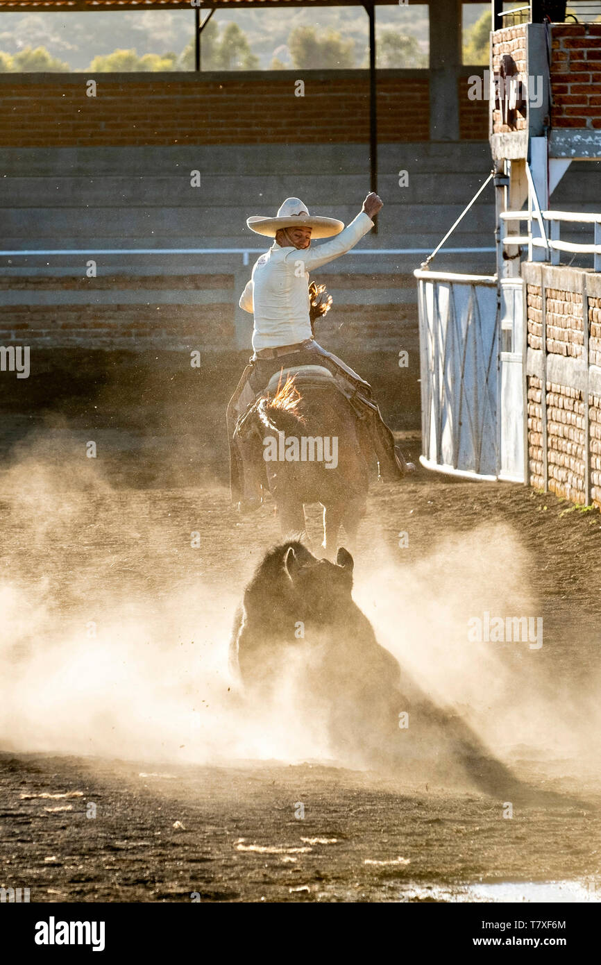 Juan Franco rides off after grabbing the tail of a steer during the Colas  en el Lienzo event at the family Charreria practice session in the Jalisco  Highlands town of Capilla de