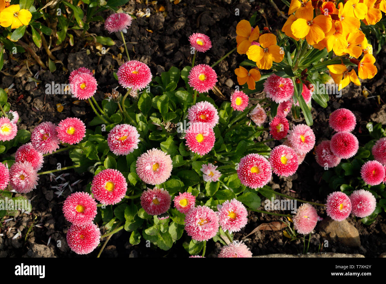 Bellis Perrenis, double flowered daisy. Pomponette, spring bedding plants flowers Stock Photo