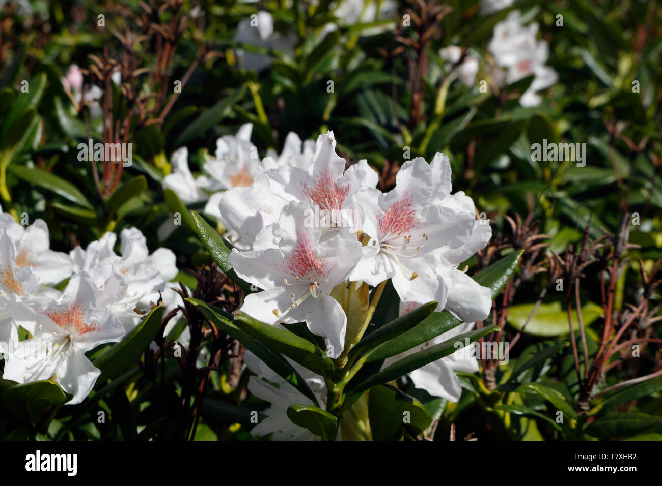 White azalea flowers Stock Photo