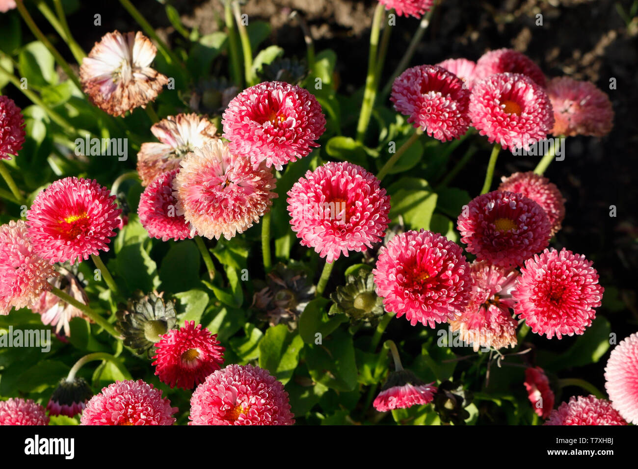 Bellis Perrenis, double flowered daisy. Pomponette, spring bedding plants flowers Stock Photo