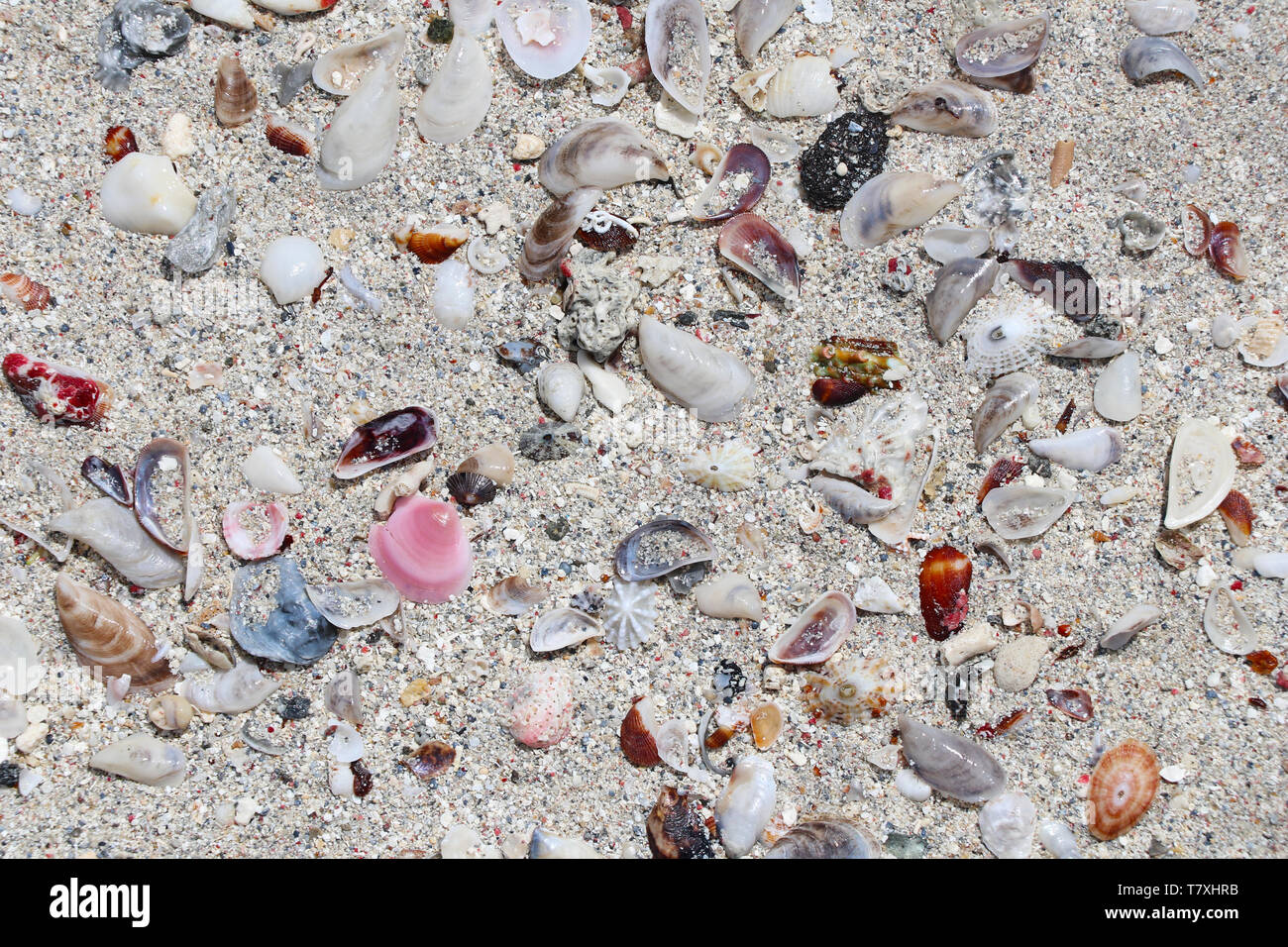 Shells in the sand of tropical paradise beach Stock Photo