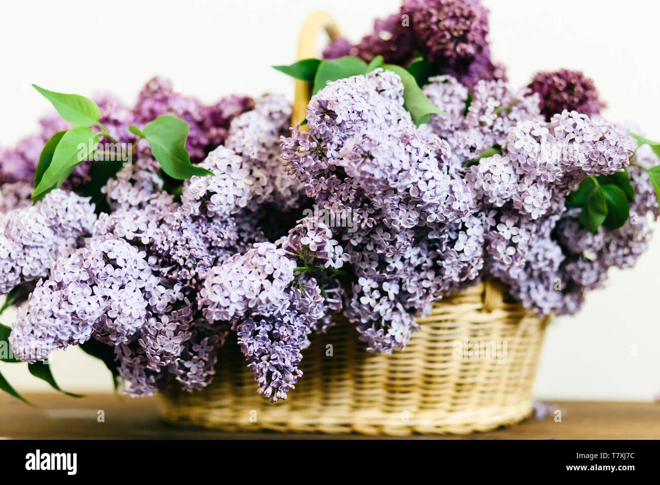 Purple lilac flowers bunch in a basket on wooden table on white