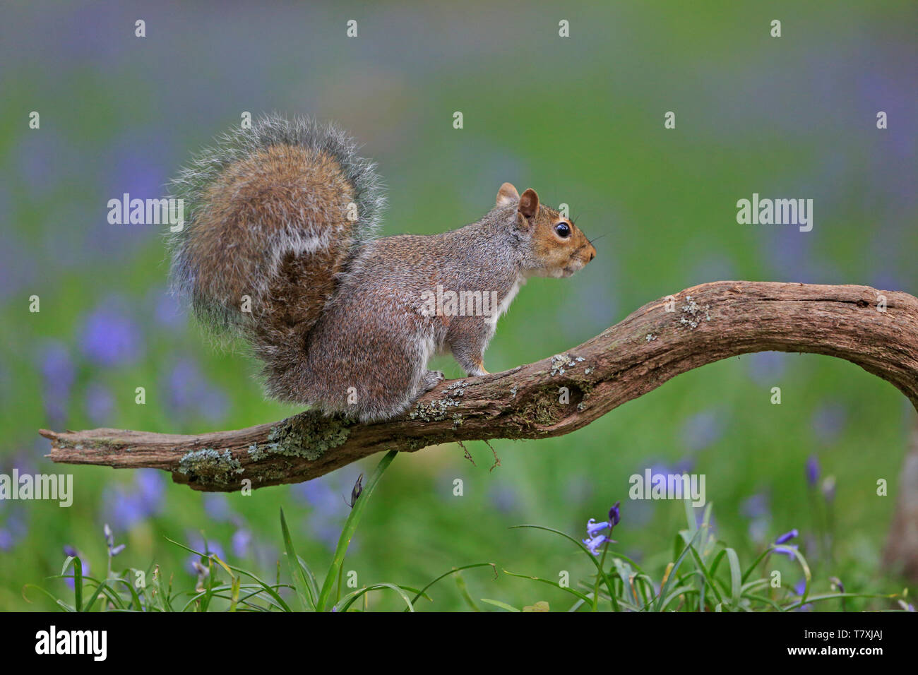Grey Squirrel in the Bluebells in the Forest of Dean Stock Photo Alamy