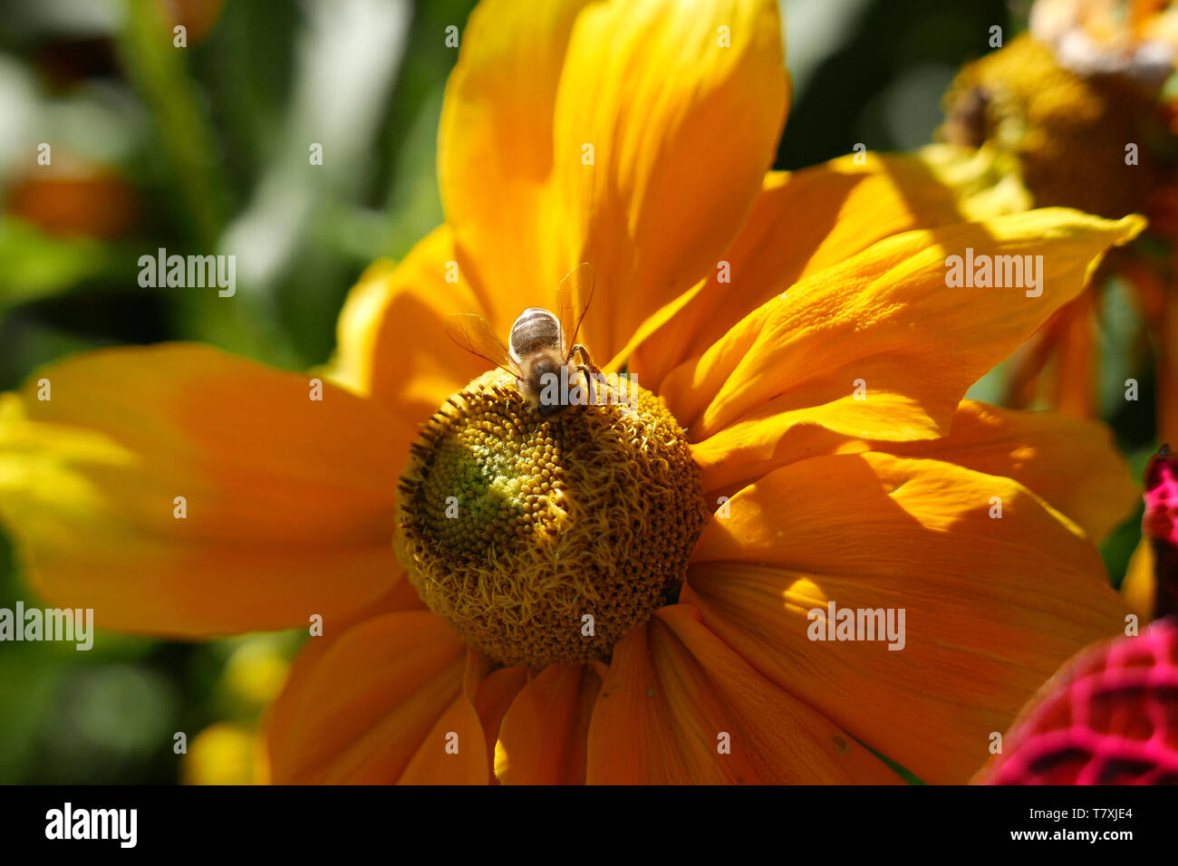 Honey bee landing on flower hi-res stock photography and images - Alamy