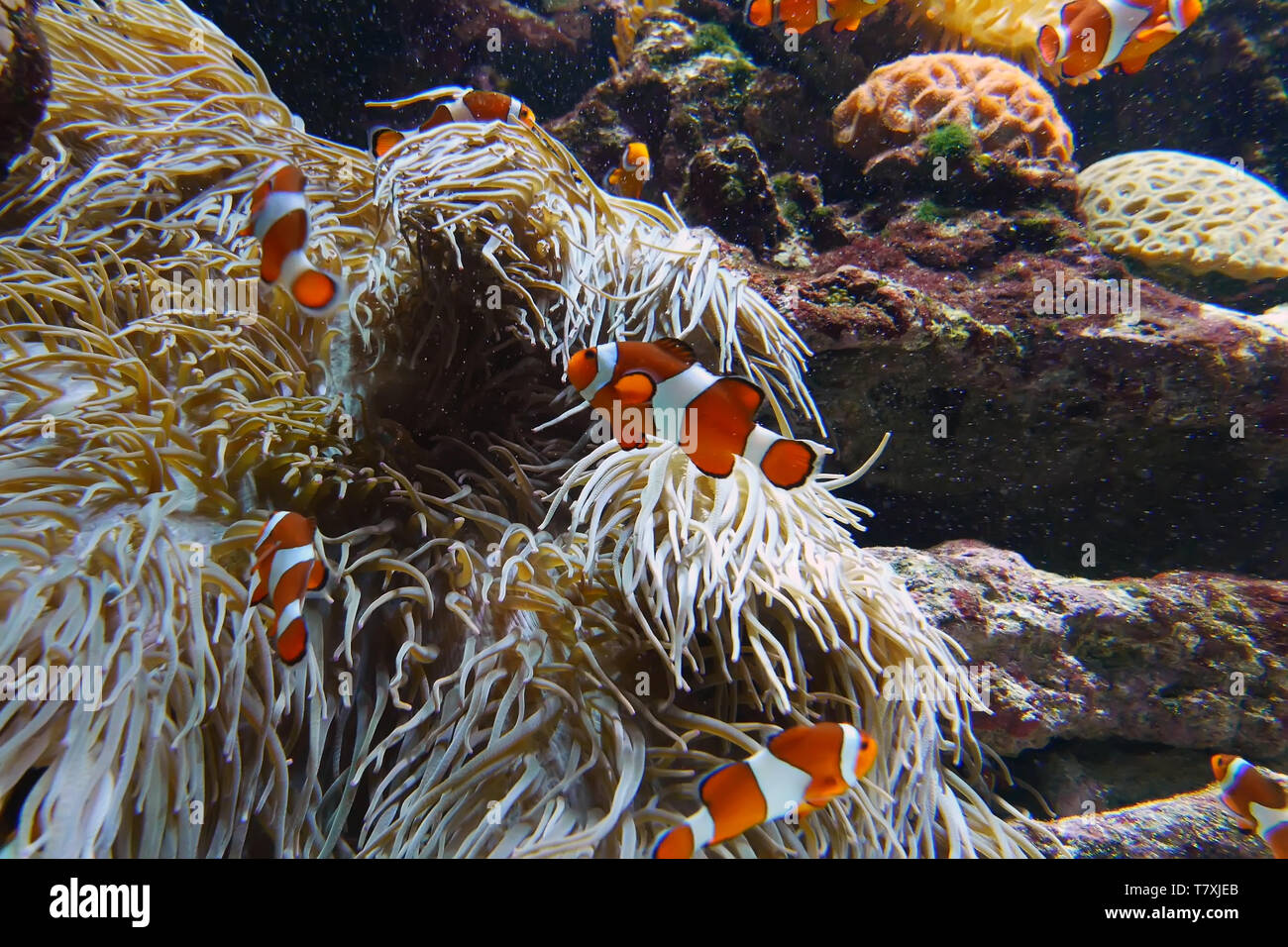 Clown fishes playing among anemone Stock Photo