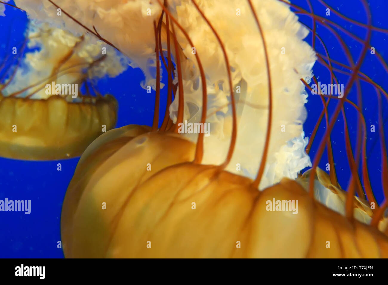 Orange jellyfish in blue ocean water background Stock Photo