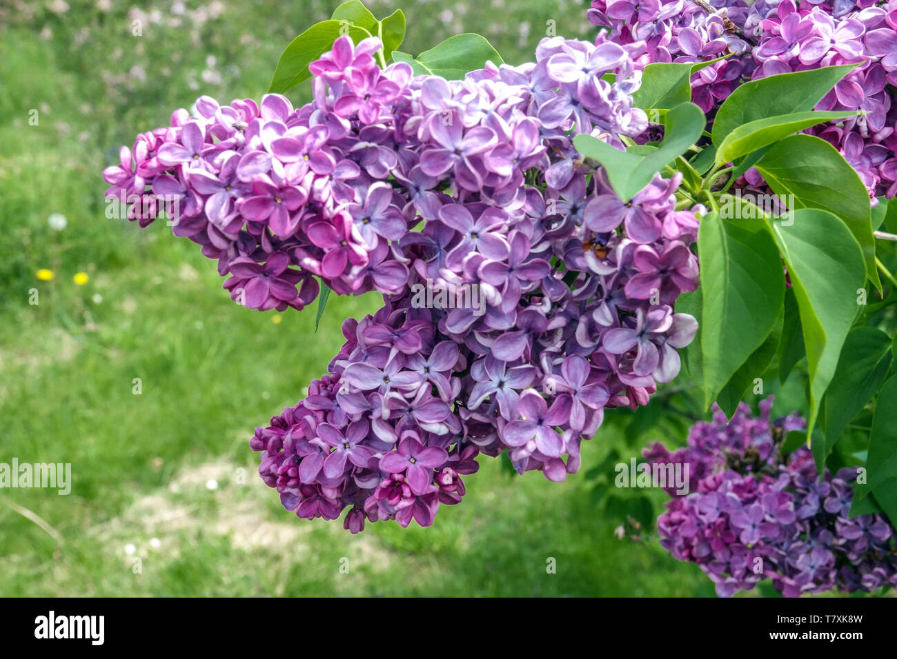 Chinese Lilac Syringa x chinensis 'Saugeana' Stock Photo