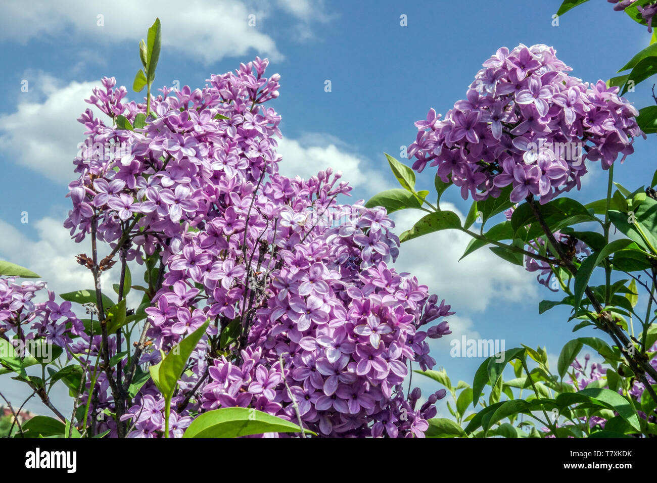 Chinese Lilac Syringa x chinensis 'Saugeana' Stock Photo