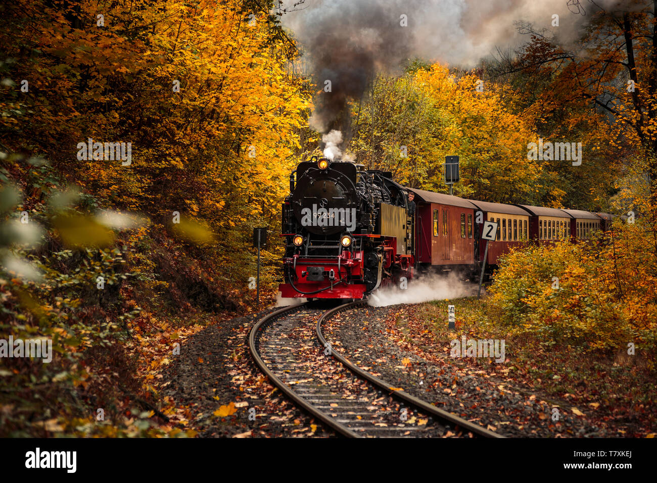 The historical steam locomotive rides through the colorful forest in ...