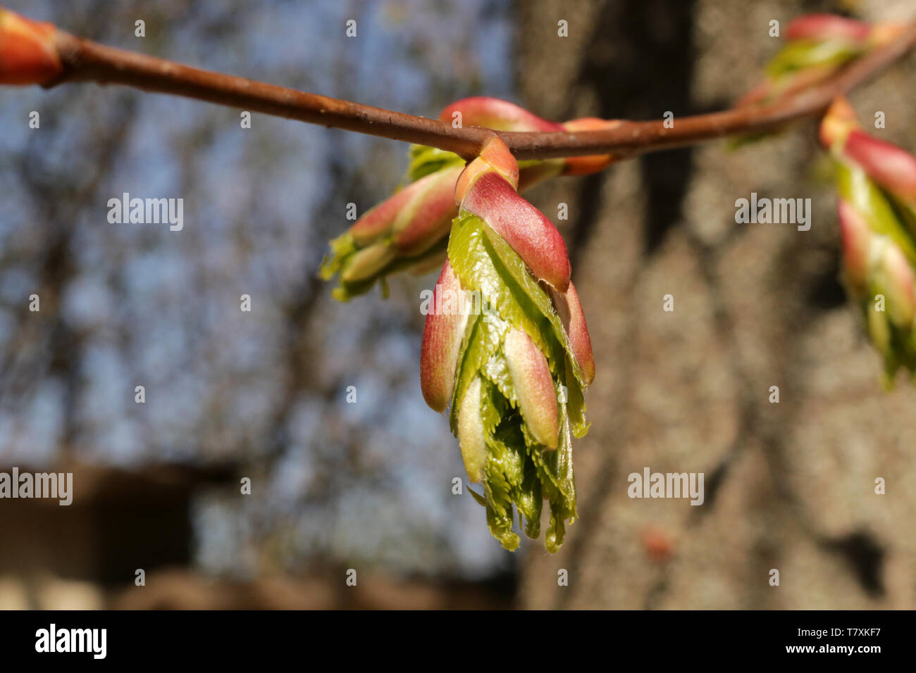 developing floral bud Stock Photo Alamy