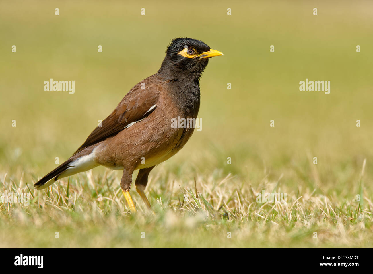 Common Myna - Acridotheres tristis or Indian myna , sometimes spelled mynah,member of the family Sturnidae (starlings and mynas) native to Asia, invas Stock Photo