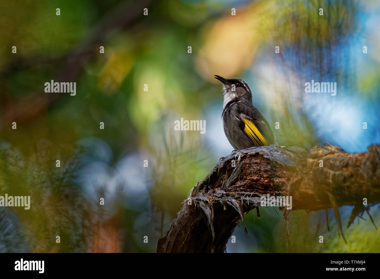 Crescent Honeyeater - Phylidonyris pyrrhopterus on the branch in the Tasmanian forest in Australia. Stock Photo