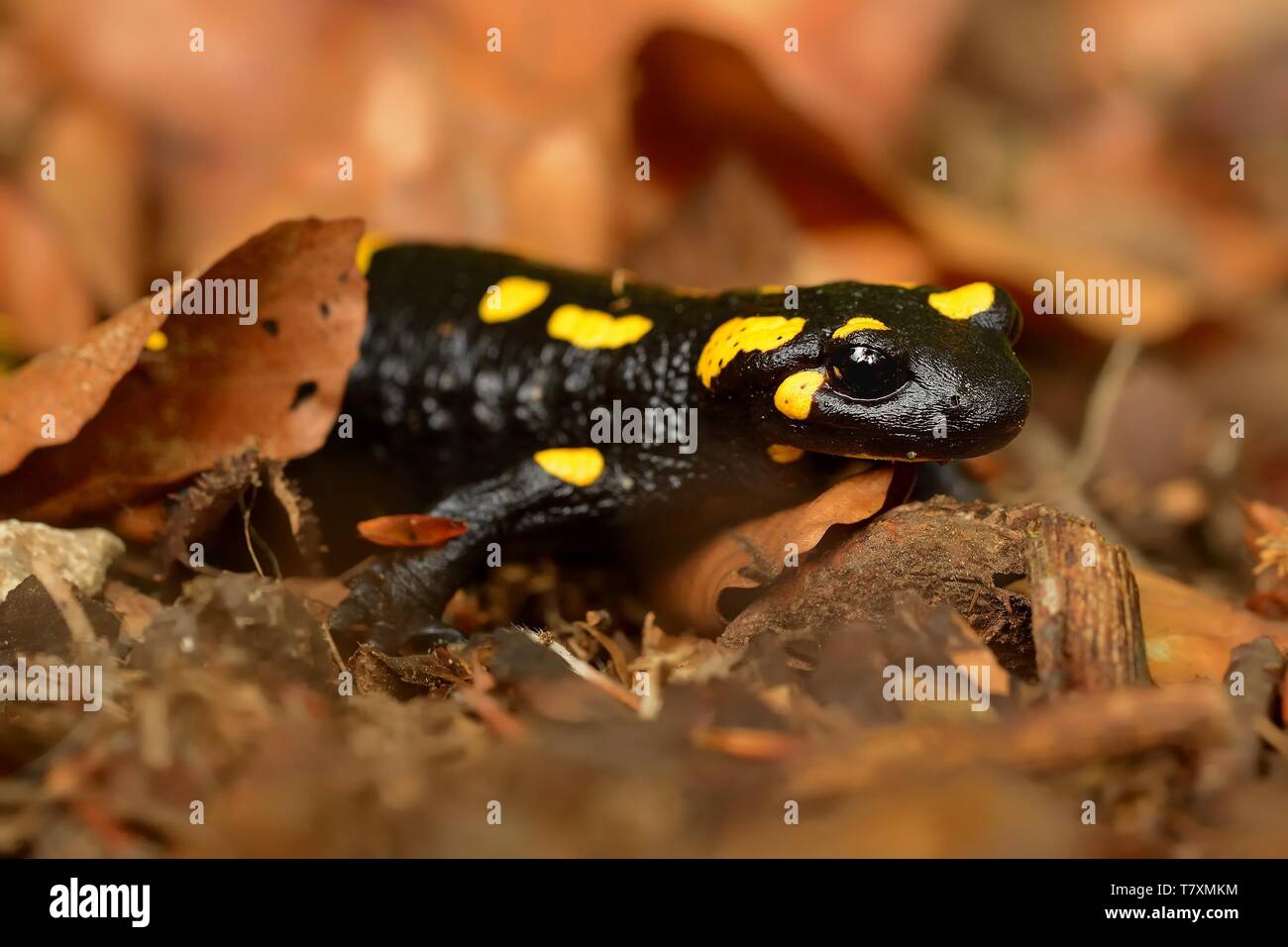 Black Lizard With Yellow Spots