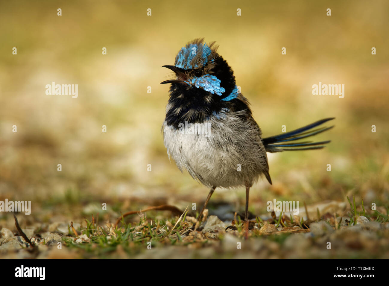 Superb Fairywren - Malurus cyaneus - passerine bird in the Australasian wren family, Maluridae, and is common and familiar across south-eastern Austra Stock Photo