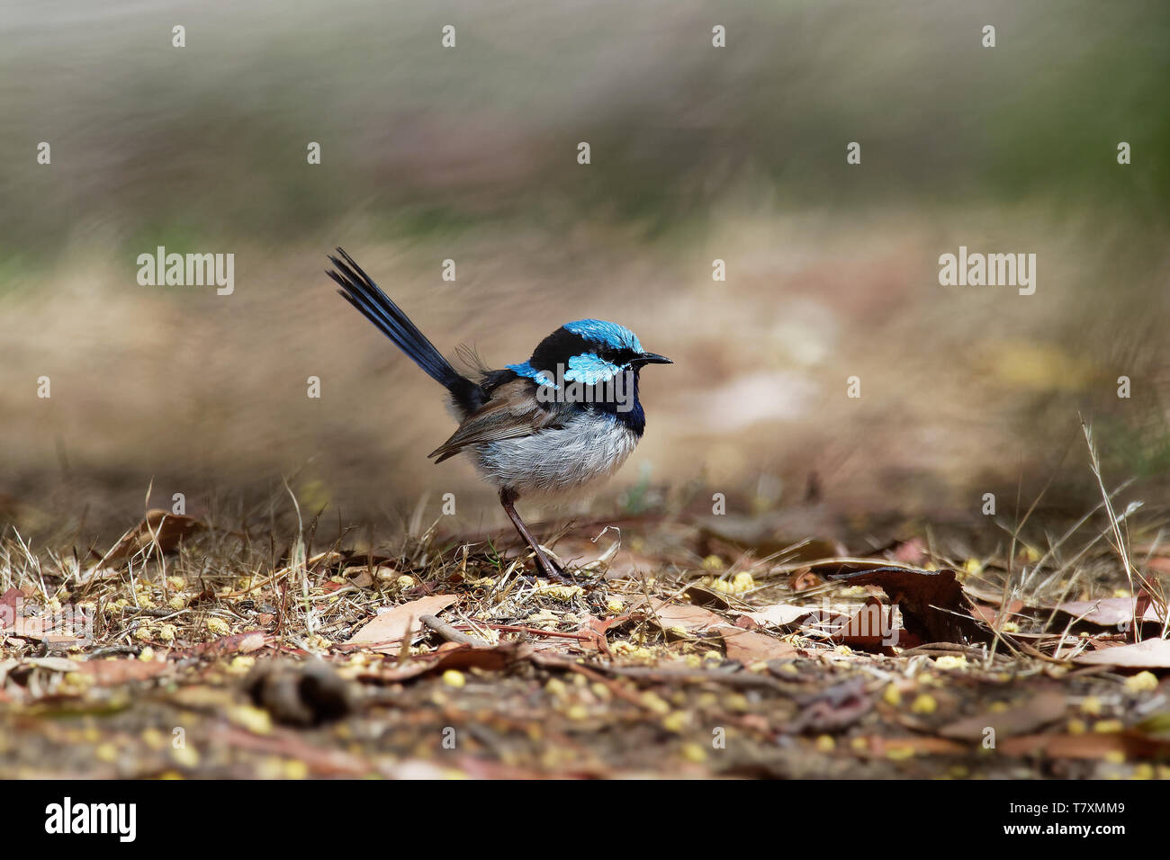 Superb Fairywren - Malurus cyaneus - passerine bird in the Australasian wren family, Maluridae, and is common and familiar across south-eastern Austra Stock Photo