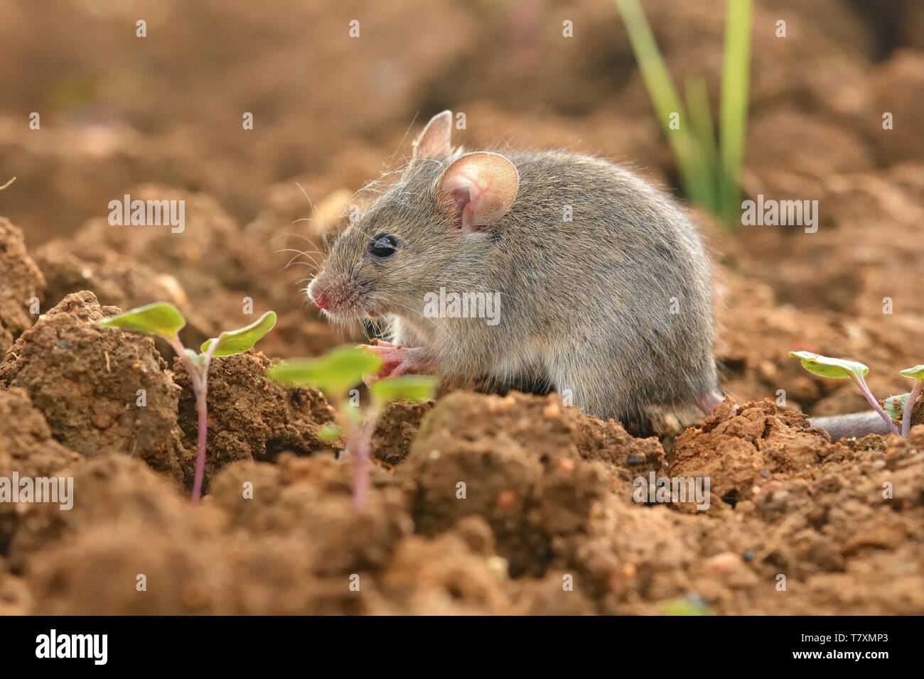 Eastern House Mouse - Mus musculus on the ground, brown background Stock Photo