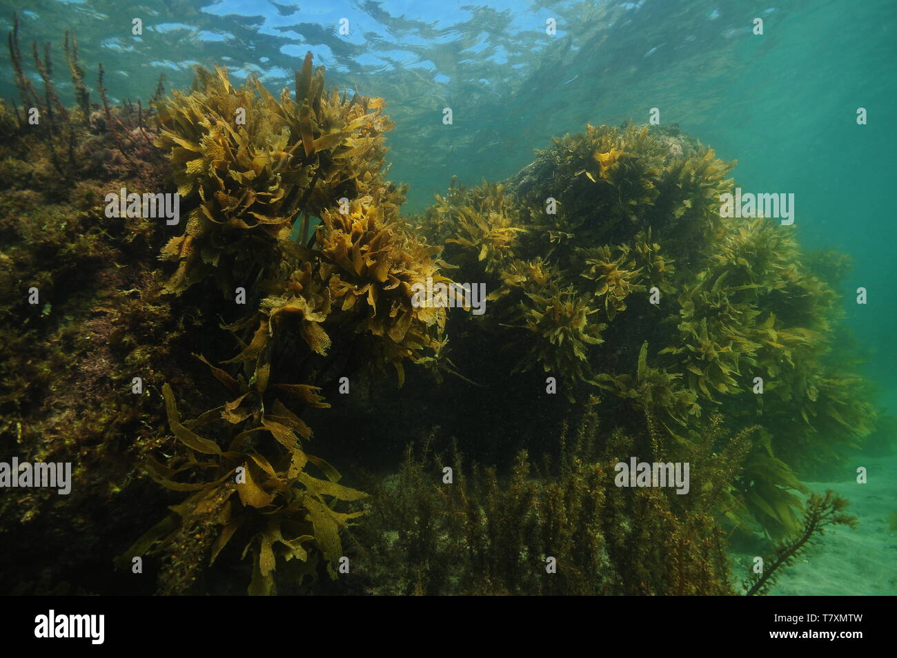 Large rocks on flat sandy bottom in shallow water. Their walls are covered with dense growth of seaweeds and brown kelp. Stock Photo