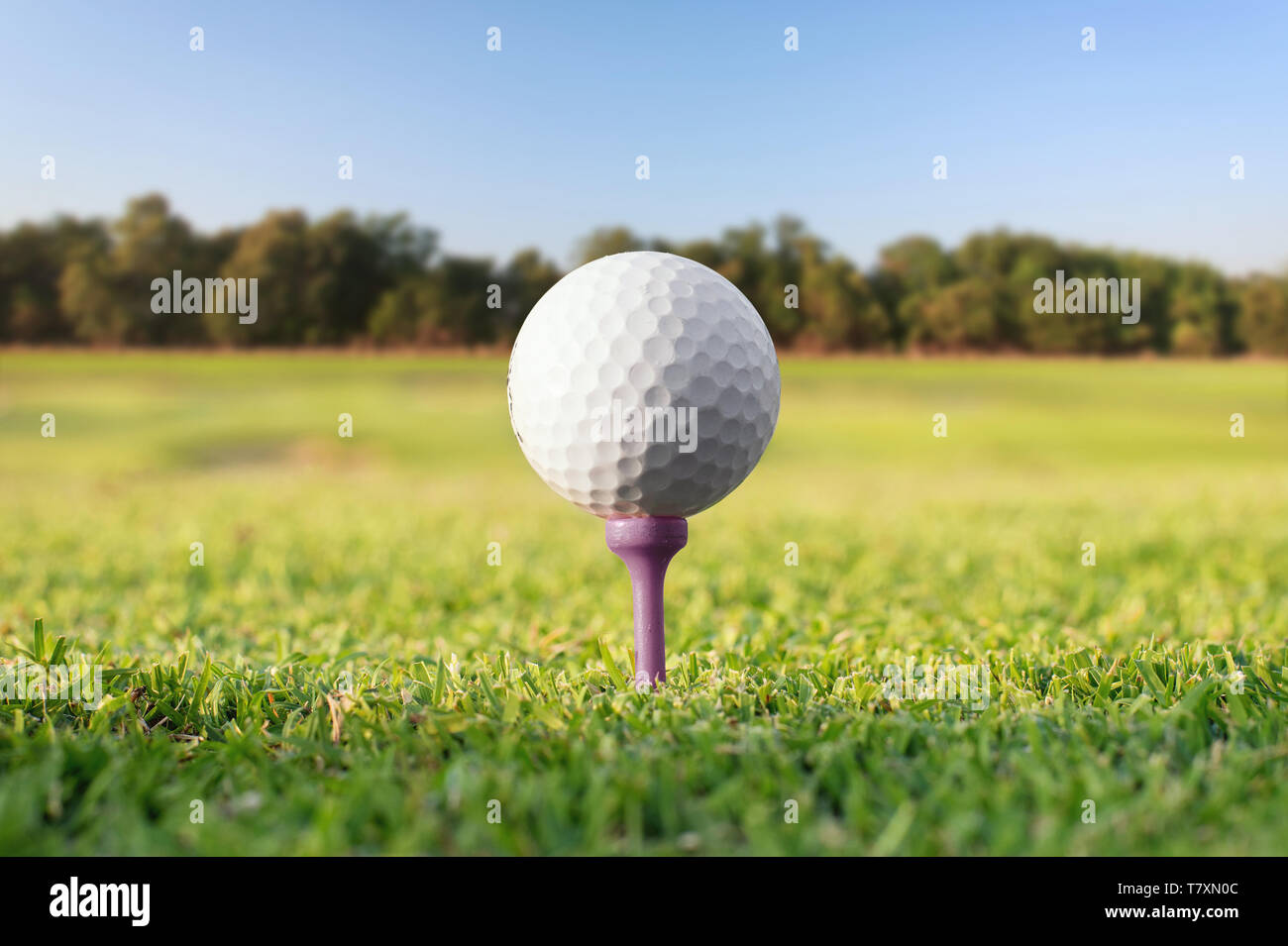 Golf ball on tee at the green golf course. Focus on the ball. Stock Photo