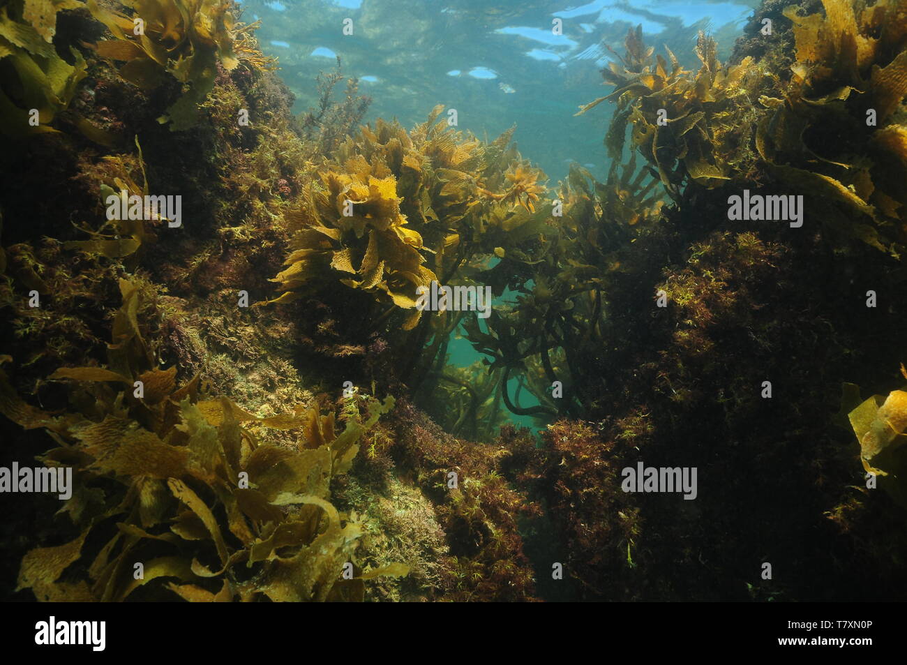 Rocky reef in shallow water covered with rich growth of stalked kelp and other seaweeds. Stock Photo