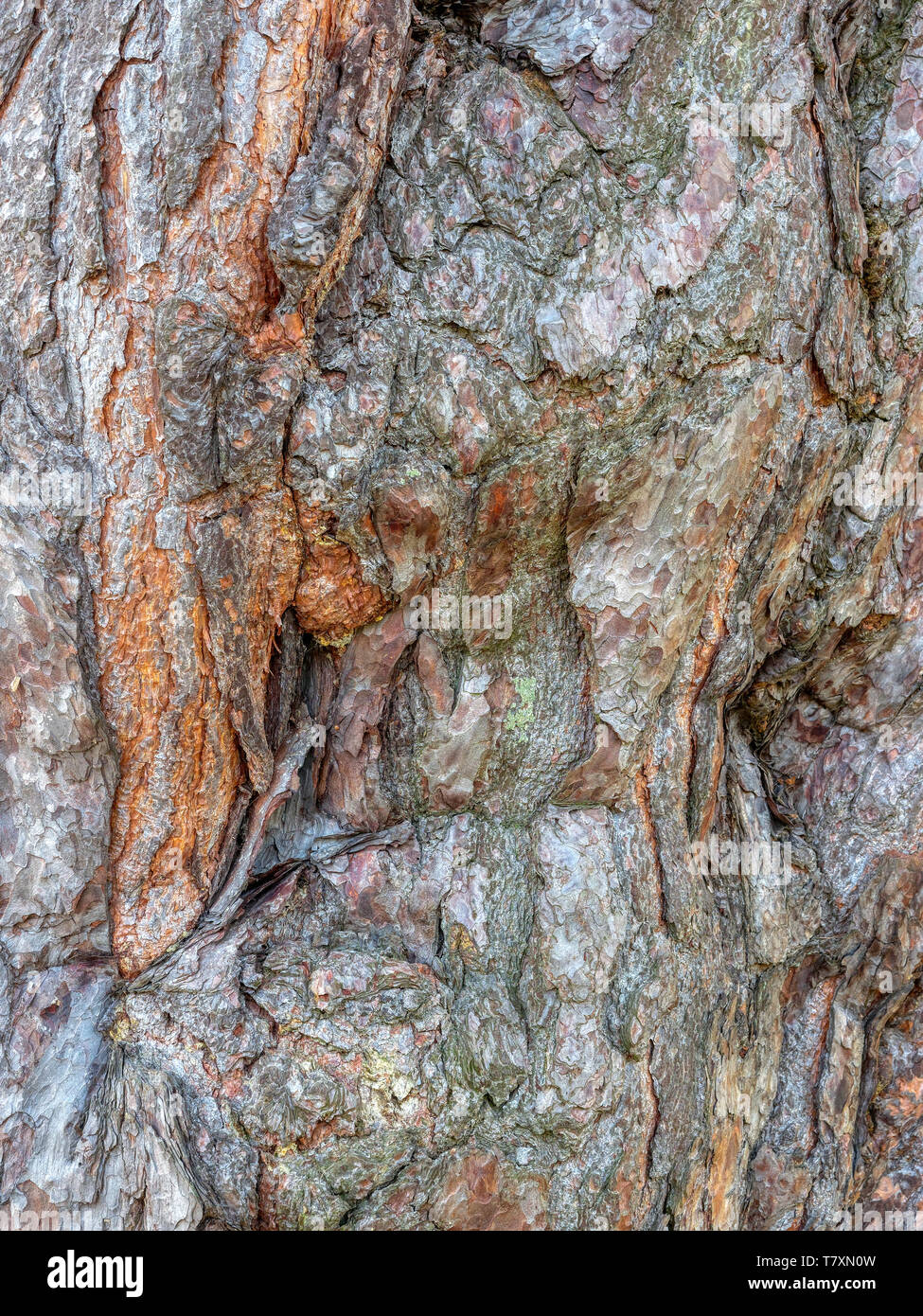 Close up of the multi-colored, rough bark of a Spruce tree. Stock Photo