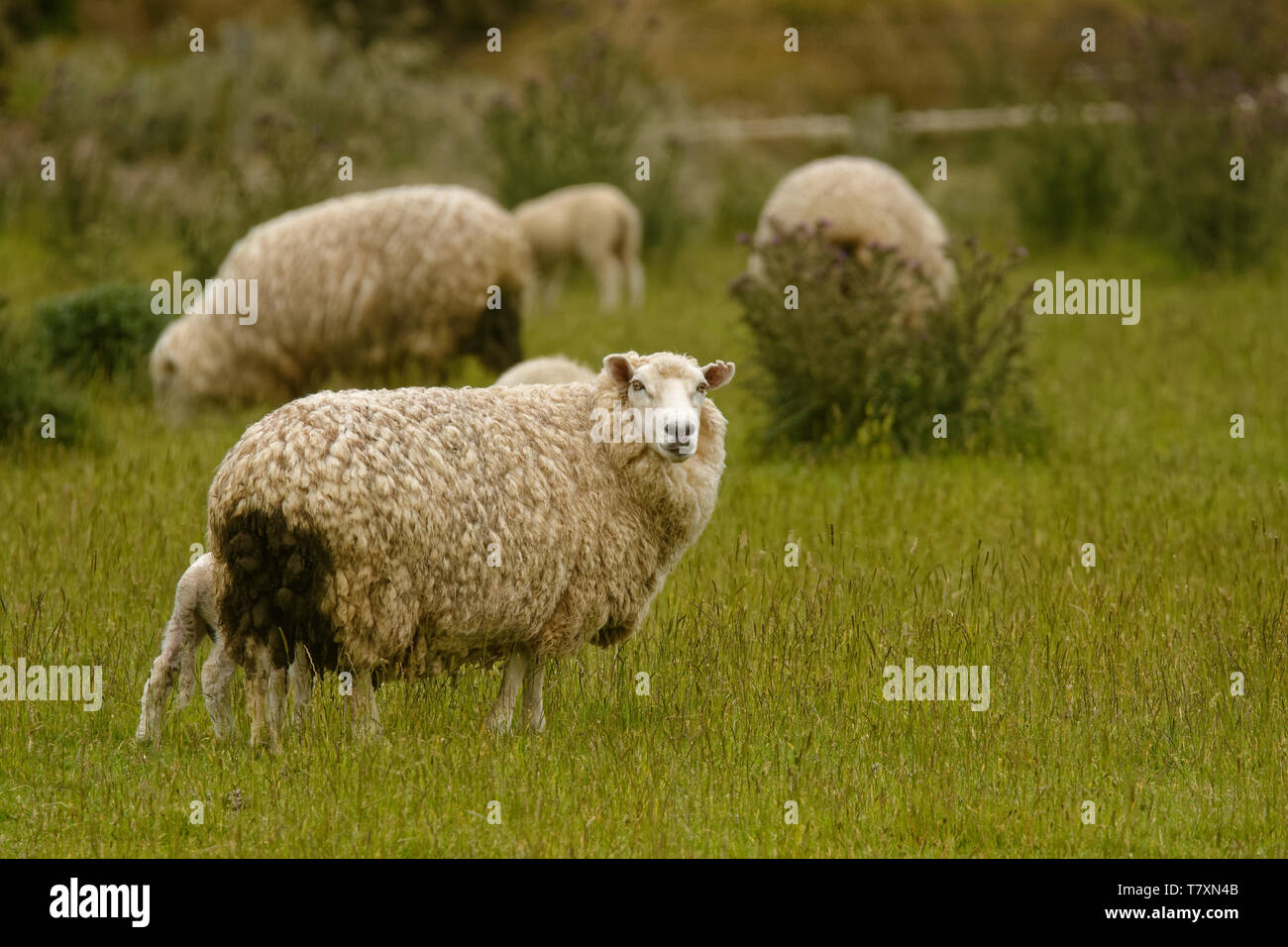 Merino meat sheep hires stock photography and images Alamy