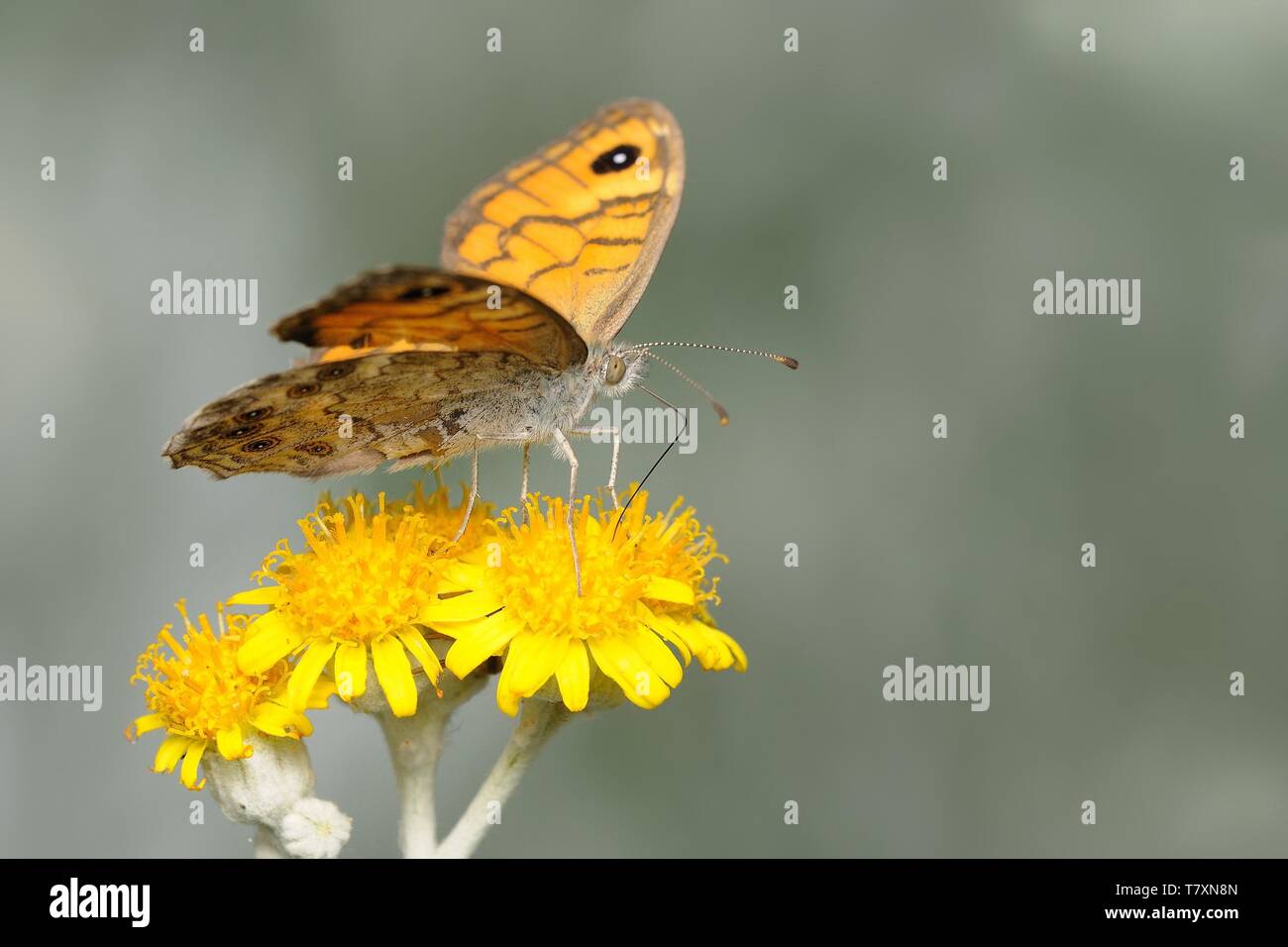 Wall Brown - Lasiommata megera butterfly on the yellow flower. Stock Photo