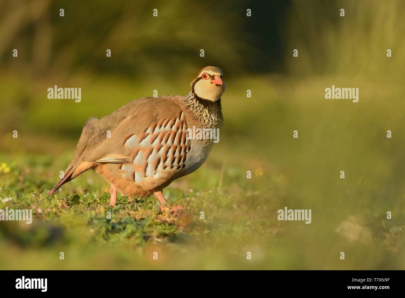 Red partridge hires stock photography and images Alamy