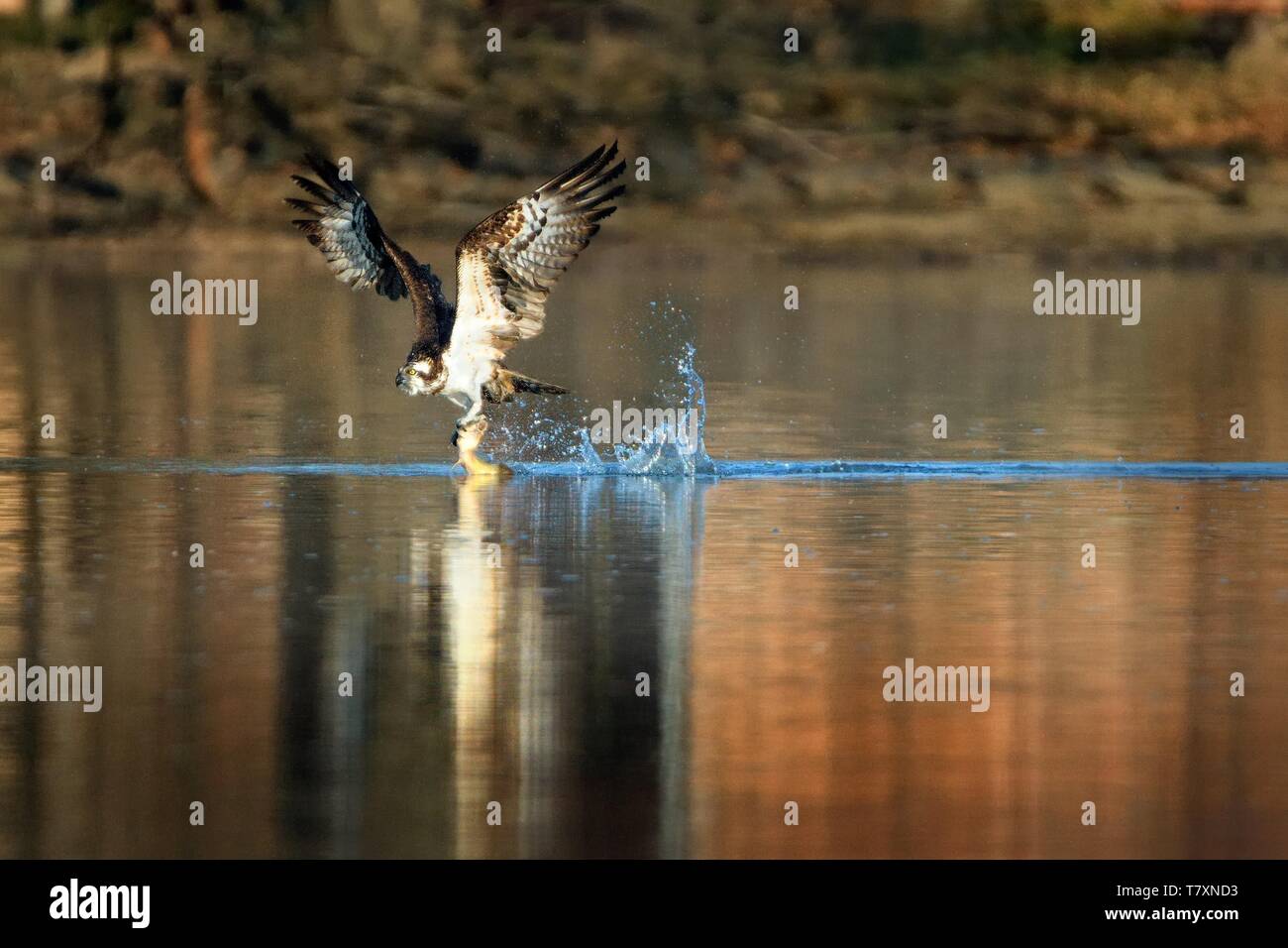 Hawk Hunts Fish Osprey - Pandion haliaetus bird of prey hunting fish, also called sea ...