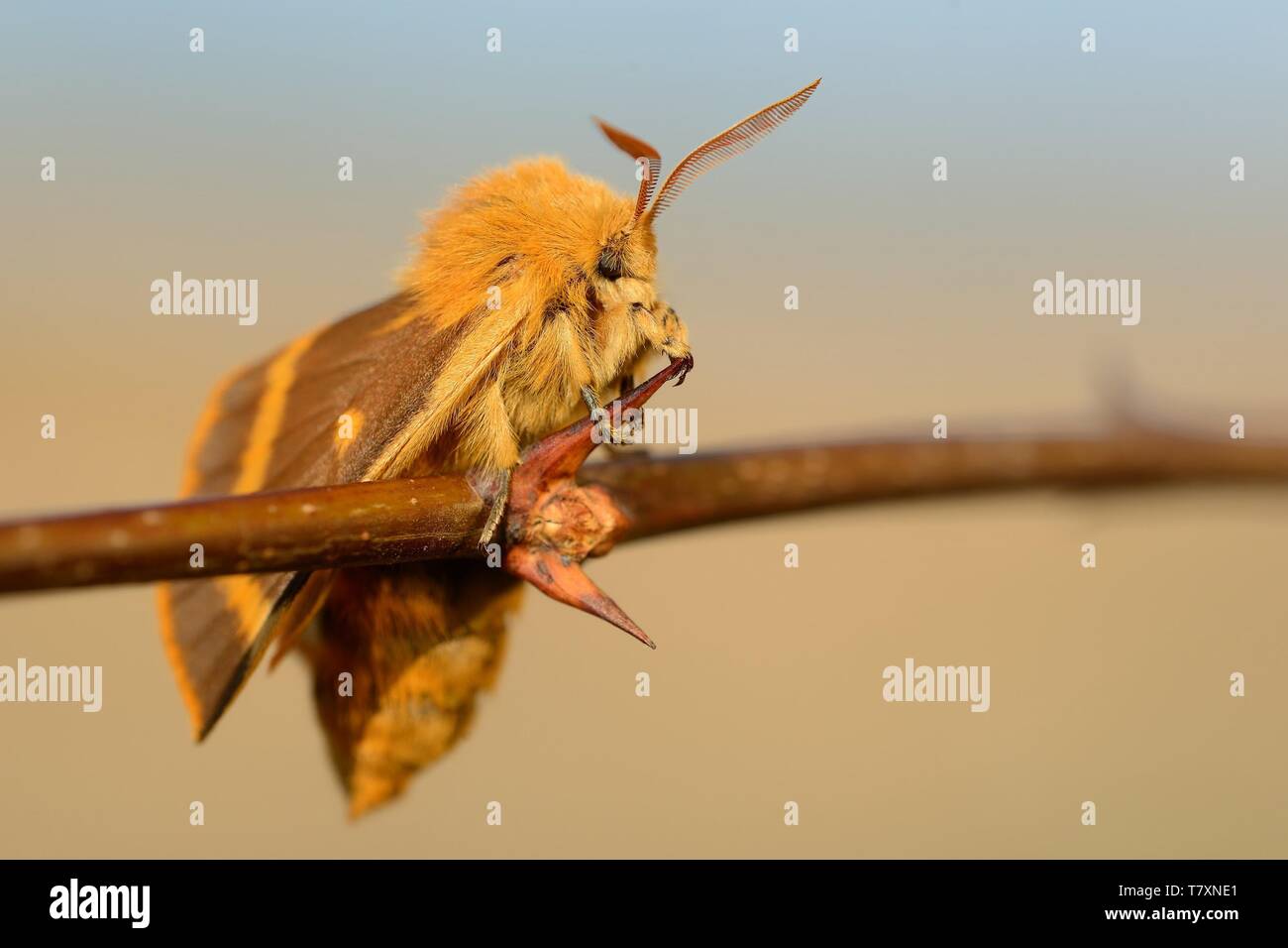 Colorful species of moth (Lemonia dumi) sitting on the dry grass. Orange and brown moth with outspread wings. Orange, brown and green background. Stock Photo