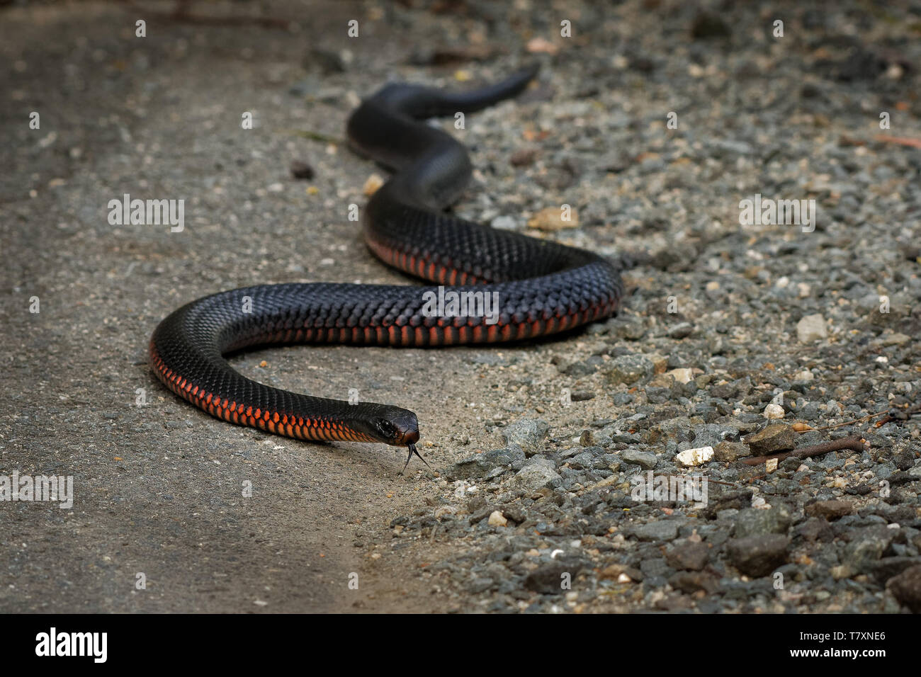 Red-bellied Black Snake - Pseudechis porphyriacus species of elapid snake native to eastern Australia. Stock Photo
