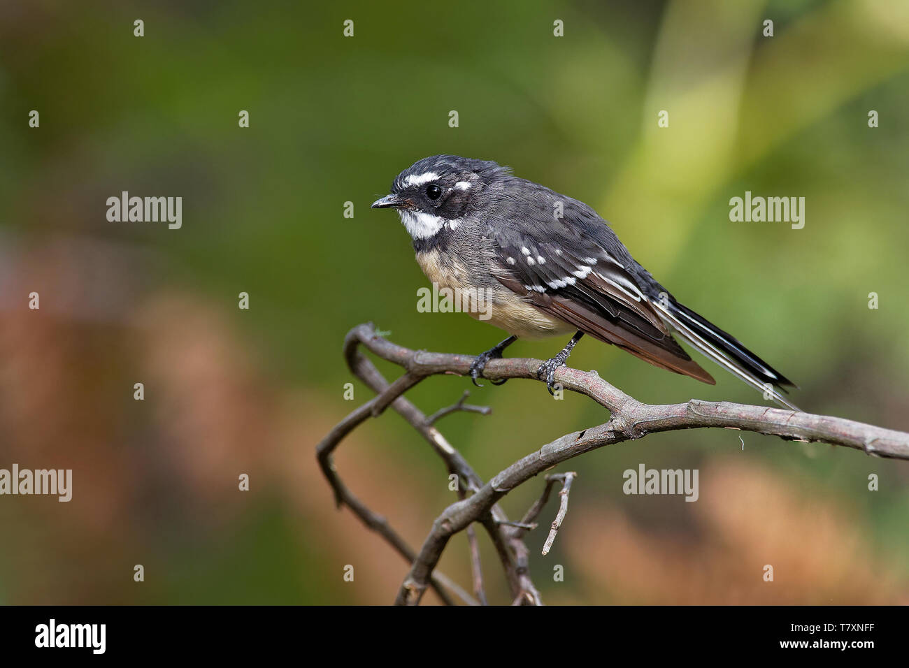 Grey Fantail - Rhipidura albiscapa - small insectivorous bird. It is a common fantail found in Australia (except western desert areas), the Solomon Is Stock Photo