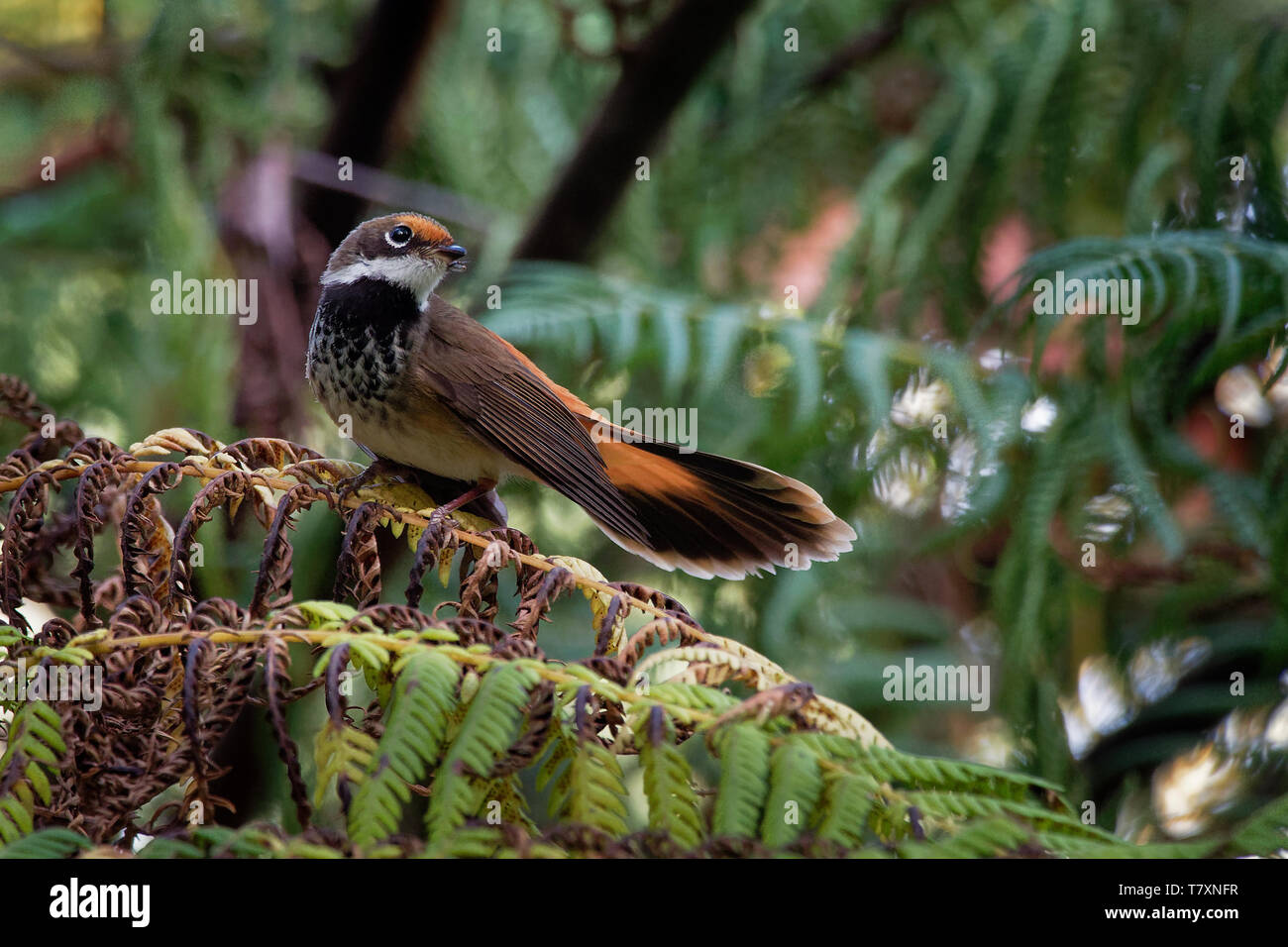 Rufous Fantail - Rhipidura rufifrons, small Passerine bird, known also as the black-breasted rufous-fantail or rufous-fronted fantail, Australia, Indo Stock Photo