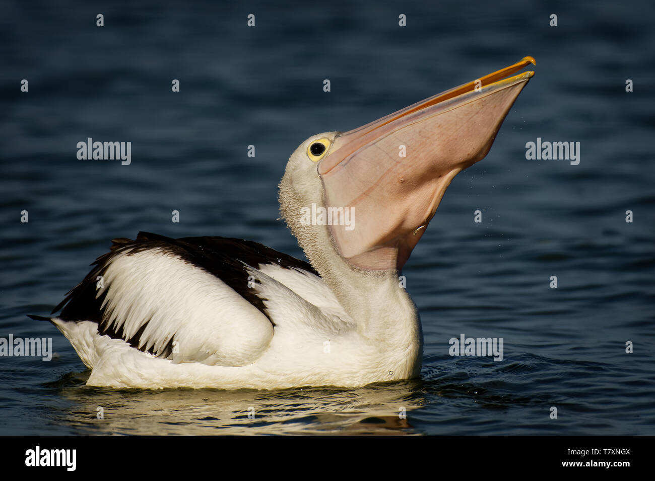 The Australian pelican (Pelecanus conspicillatus) with the prey of fish, widespread on the inland and coastal waters of Australia and New Guinea, Fiji Stock Photo