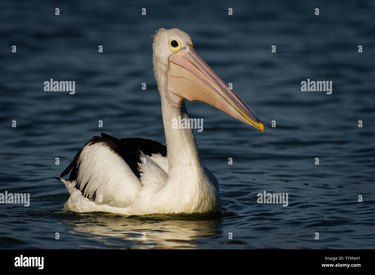 The Australian pelican (Pelecanus conspicillatus) with the prey of fish, widespread on the inland and coastal waters of Australia and New Guinea, Fiji Stock Photo