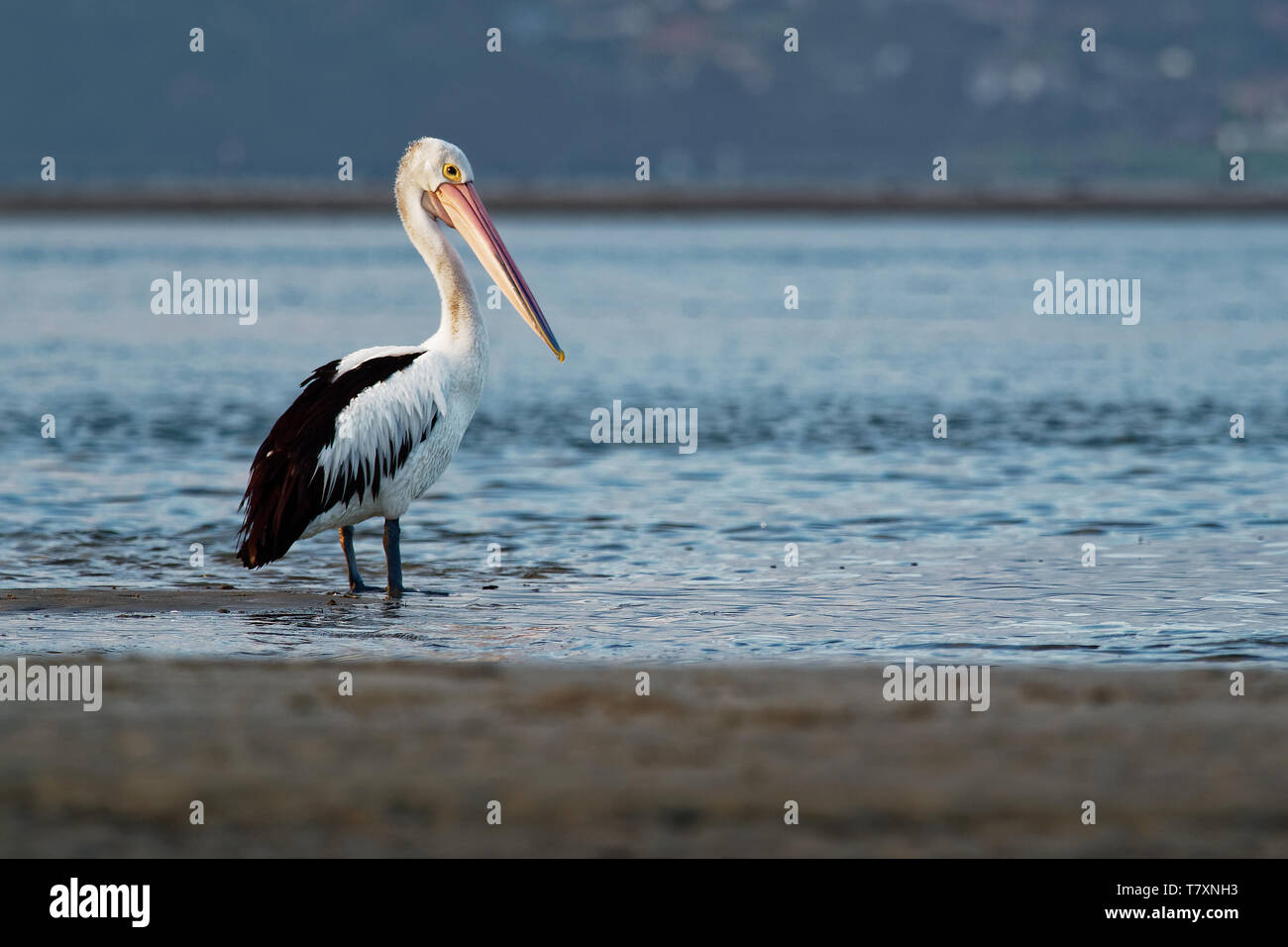 The Australian pelican (Pelecanus conspicillatus) is a large waterbird of the family Pelecanidae, widespread on the inland and coastal waters of Austr Stock Photo