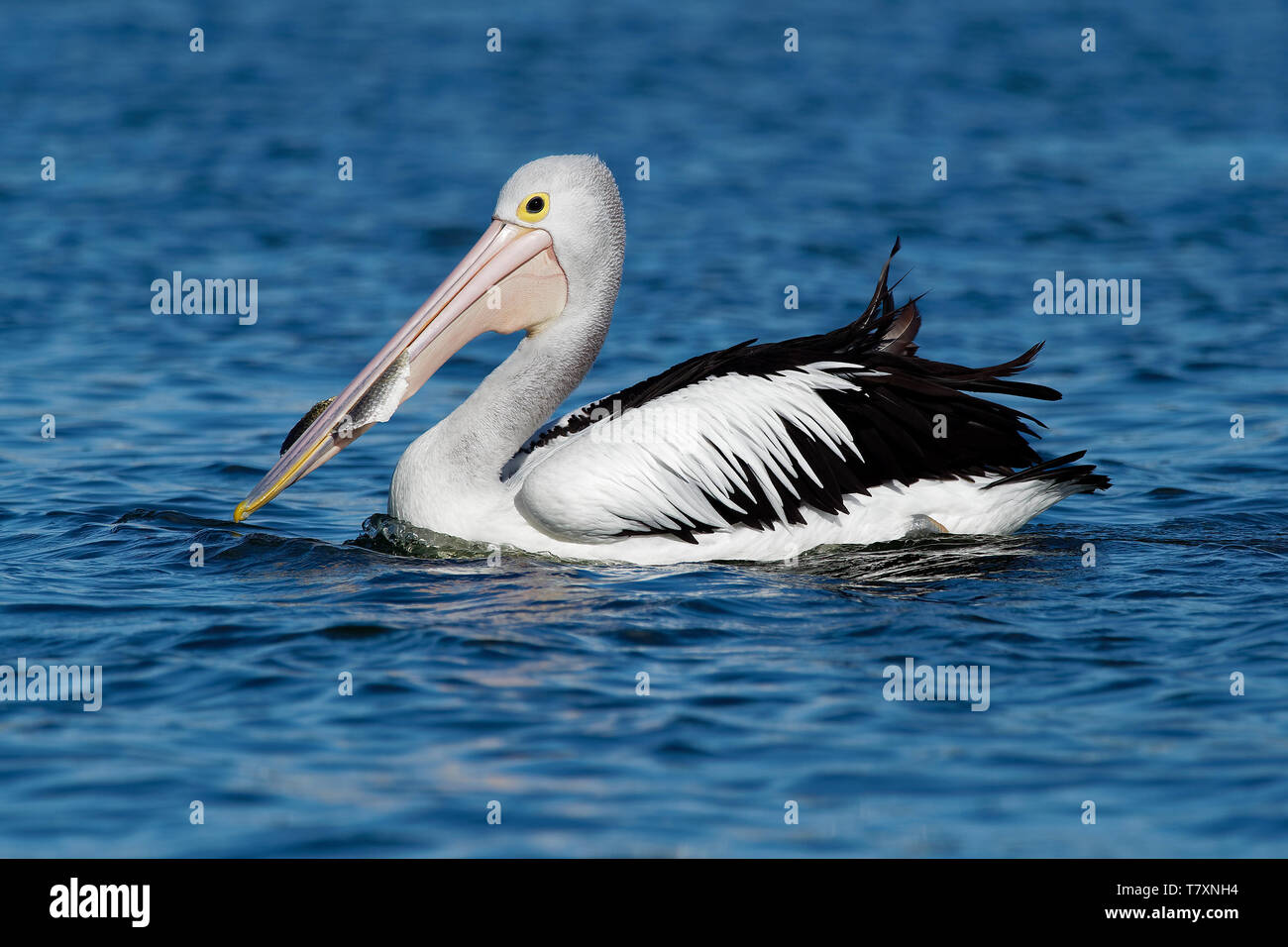 The Australian pelican (Pelecanus conspicillatus) is a large waterbird of the family Pelecanidae, widespread on the inland and coastal waters of Austr Stock Photo