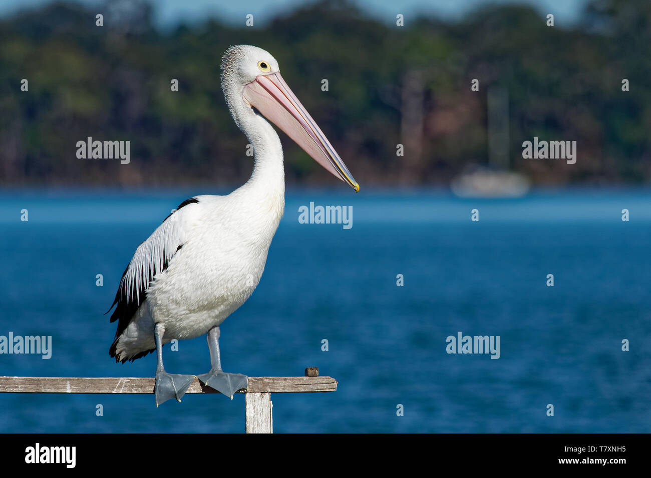 The Australian pelican (Pelecanus conspicillatus) is a large waterbird of the family Pelecanidae, widespread on the inland and coastal waters of Austr Stock Photo