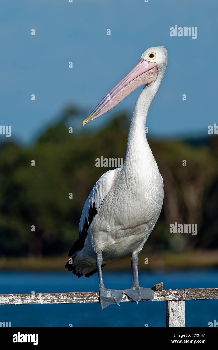 The Australian pelican (Pelecanus conspicillatus) is a large waterbird of the family Pelecanidae, widespread on the inland and coastal waters of Austr Stock Photo