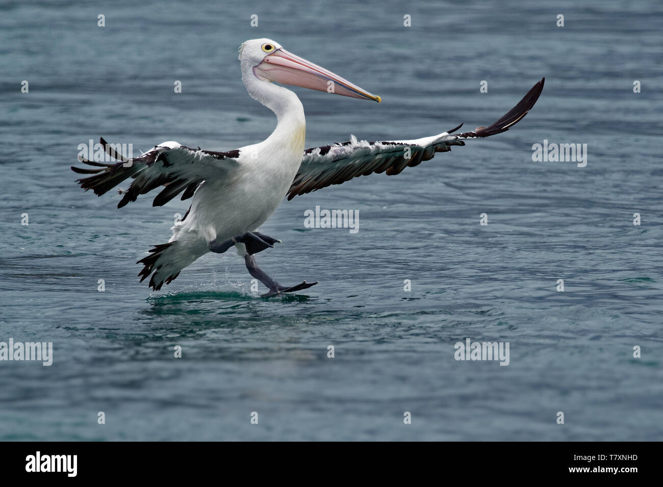 The Australian pelican (Pelecanus conspicillatus) is a large waterbird of the family Pelecanidae, widespread on the inland and coastal waters of Austr Stock Photo