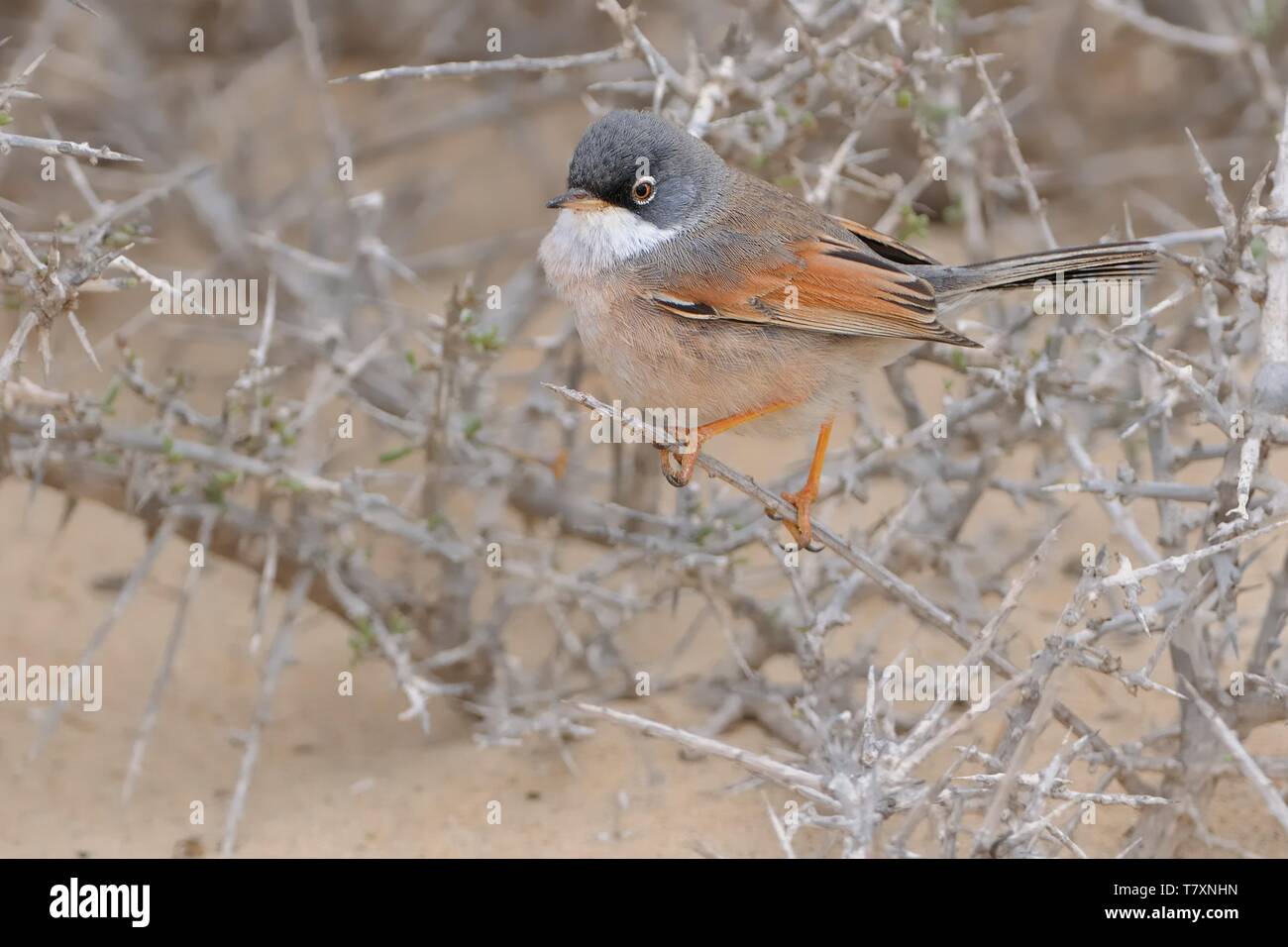 Birds of cape verde islands hi-res stock photography and images - Alamy