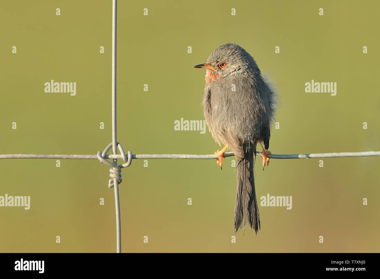 Dartford Warbler (Sylvia undata) perched on a wire with blurred background. Spain, France, Greece, Stock Photo