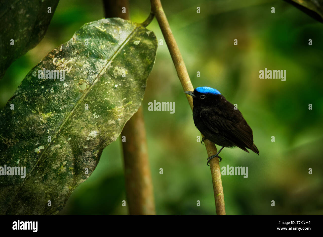 Blue-crowned manakin - Lepidothrix coronata bird in the Pipridae family. The males have a brilliant blue cap, found in Bolivia, Brazil, Colombia, Cost Stock Photo